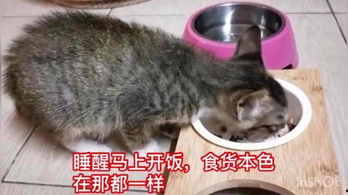 娱乐吃瓜酱小猫刀